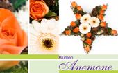 Nutzerbilder Blumen Anemone