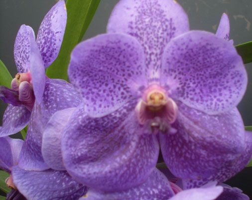 Nutzerbilder Gärtnerei Blumen Kefer GmbH & Co.KG