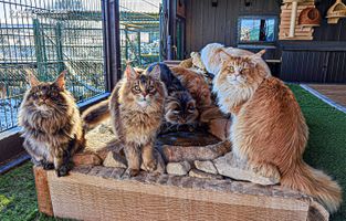 Bild zu Maine Coon Castle