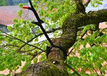Bild zu Joachim Seidl // Baumwiesel // Forst - Naturschutz - Baumpflege