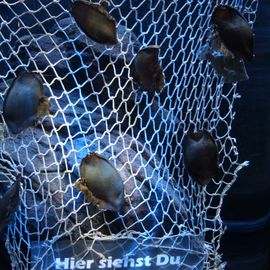 Sea Life, Hannover - Haifischeier - 