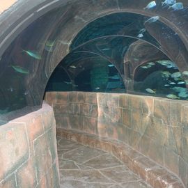 Sea Life, Hannover - gläsener Unterwassertunnel - 