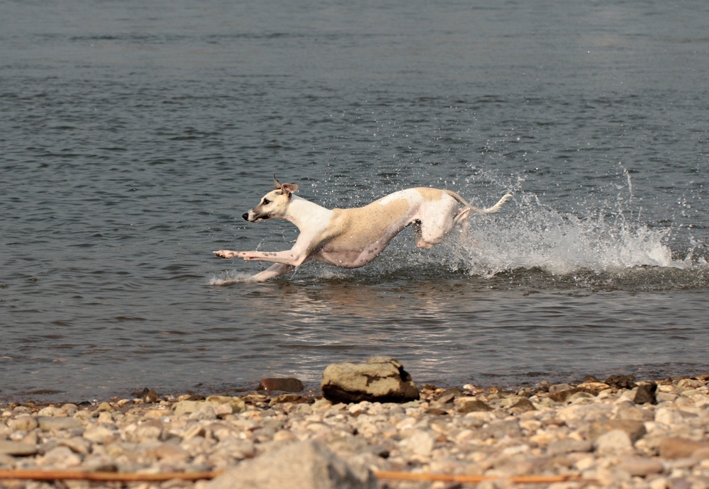 Unser Whippi am Rhein