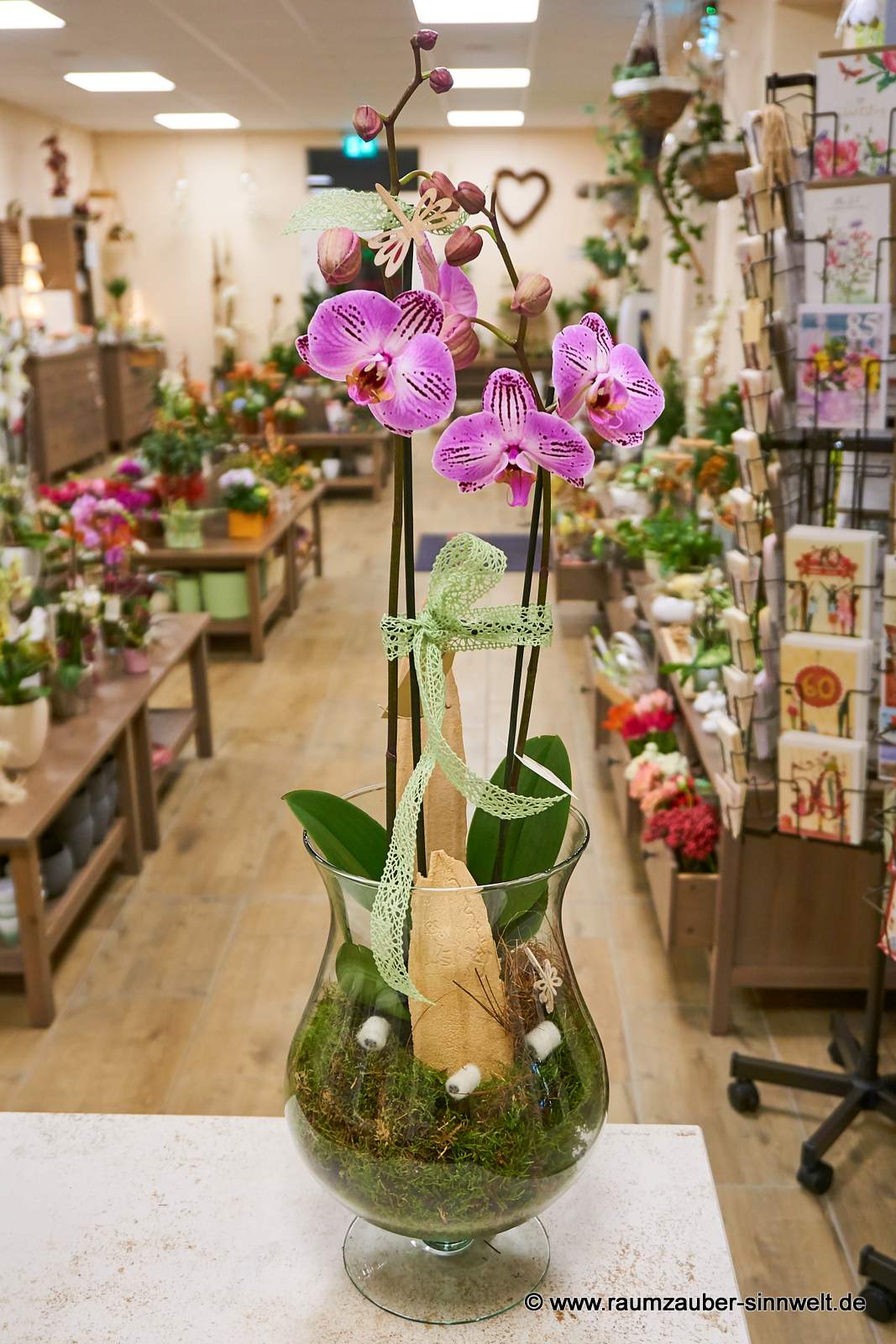 tolle Orchideen