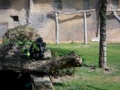 Nutzerbilder Westfälischer Zoologischer Garten Münster GmbH, Allwetterzoo