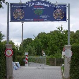 Kirschbaum in Chemnitz in Sachsen