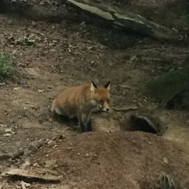 neugieriger Fuchs 