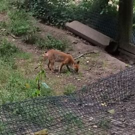 Fuchs Nummer drei der vorsichtige