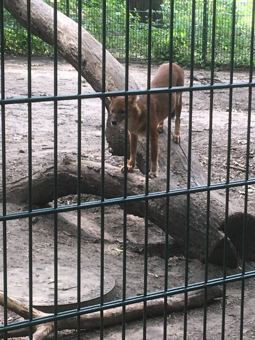 Nutzerbilder Tierpark Berlin-Friedrichsfelde GmbH