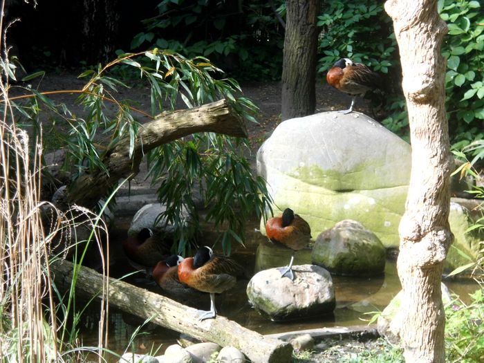 Nutzerbilder Westfälischer Zoologischer Garten Münster GmbH, Allwetterzoo