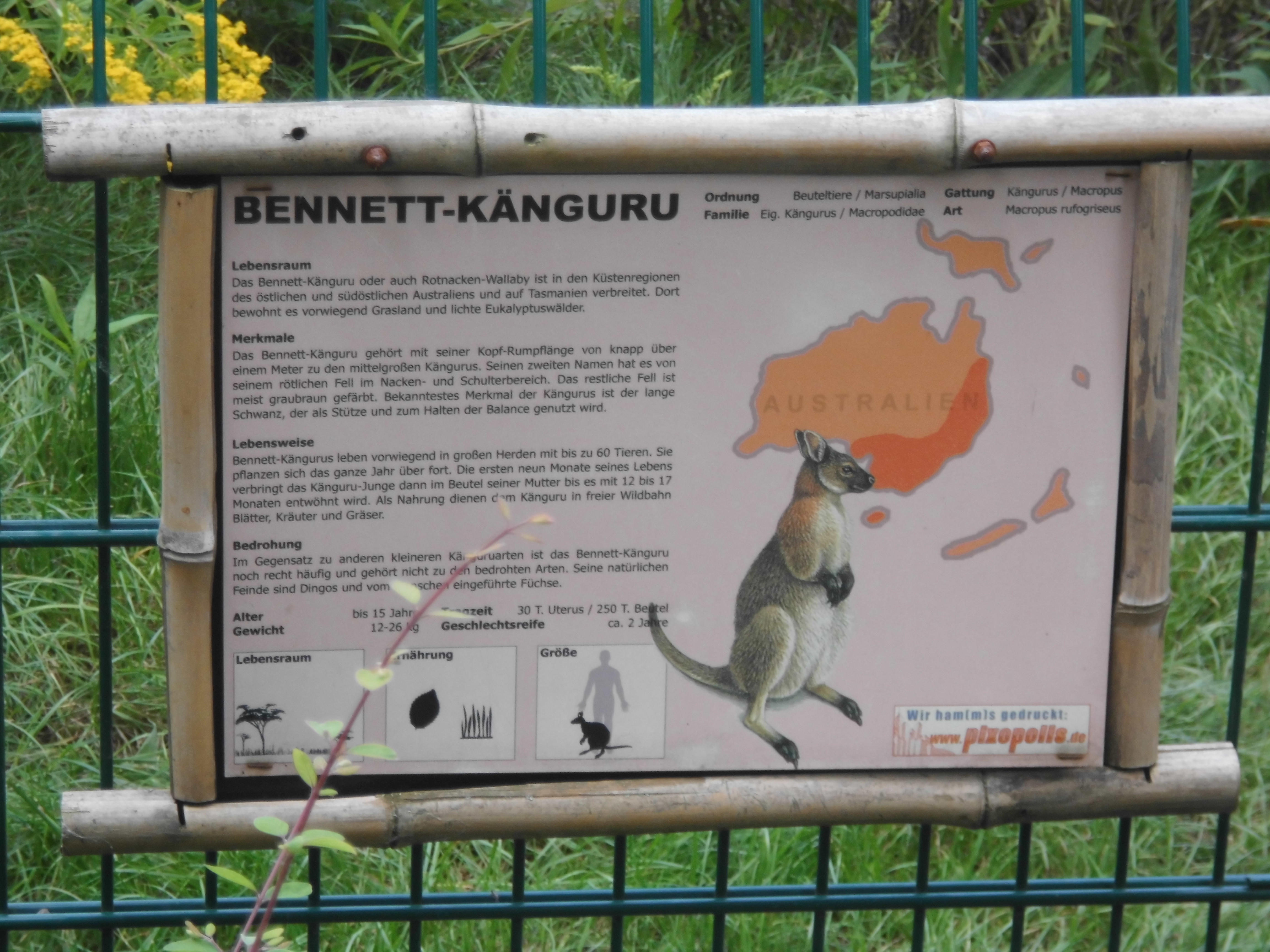 Bennett-Känguru Infotafel