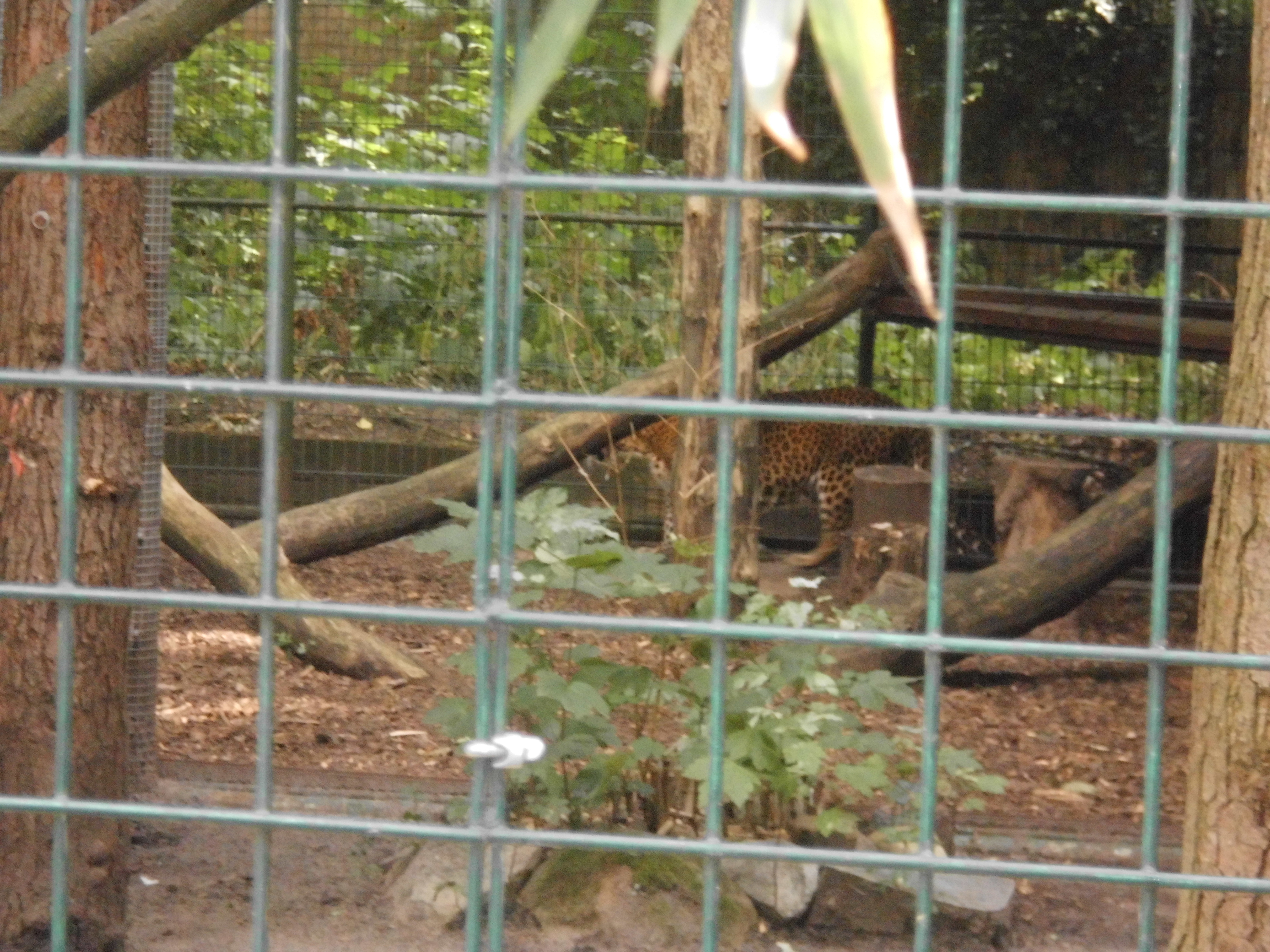 Ceylon-Leopard, leider hat er sich im hinteren Teil versteckt
