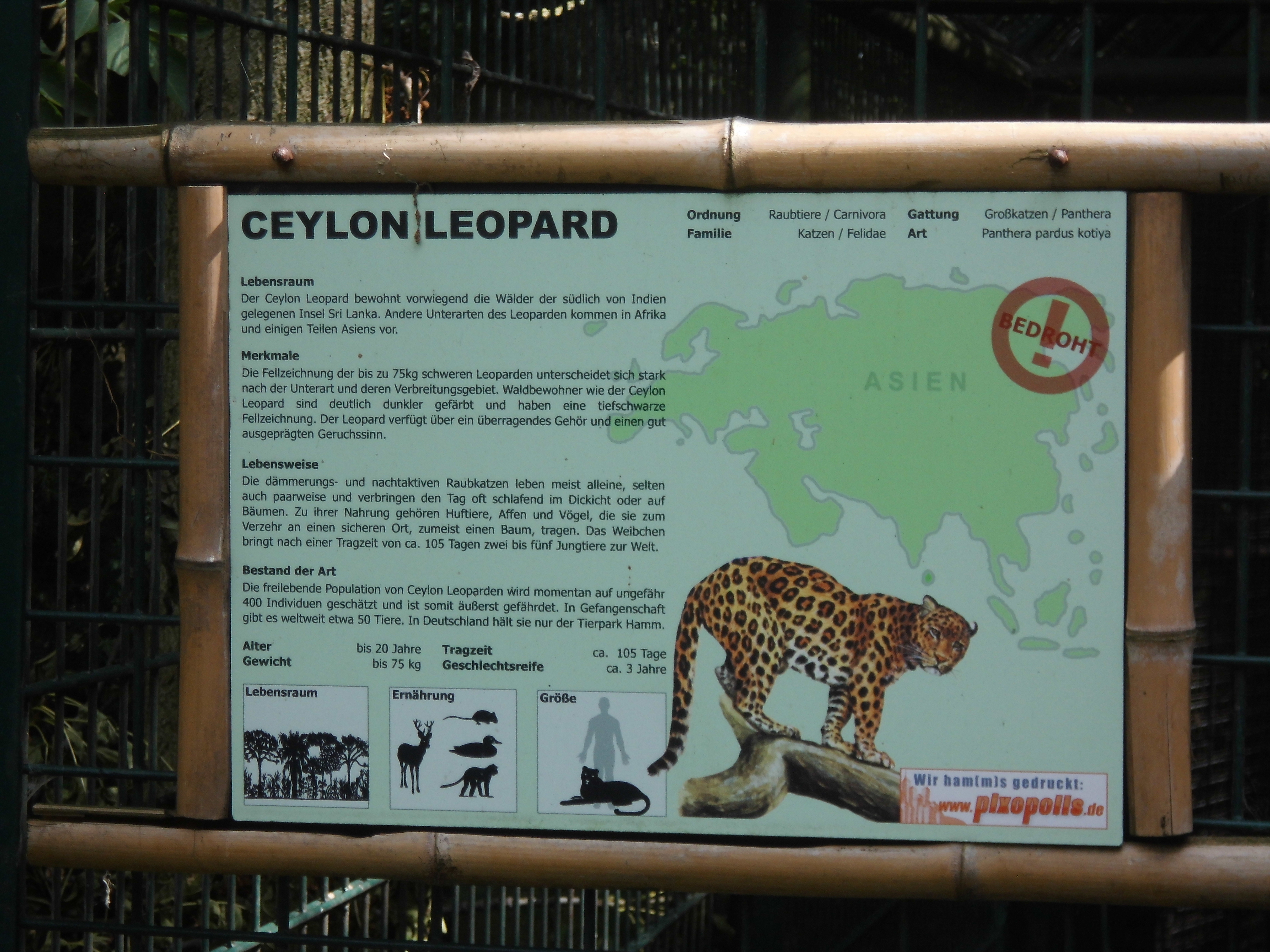 Ceylon-Leopard Infotafel