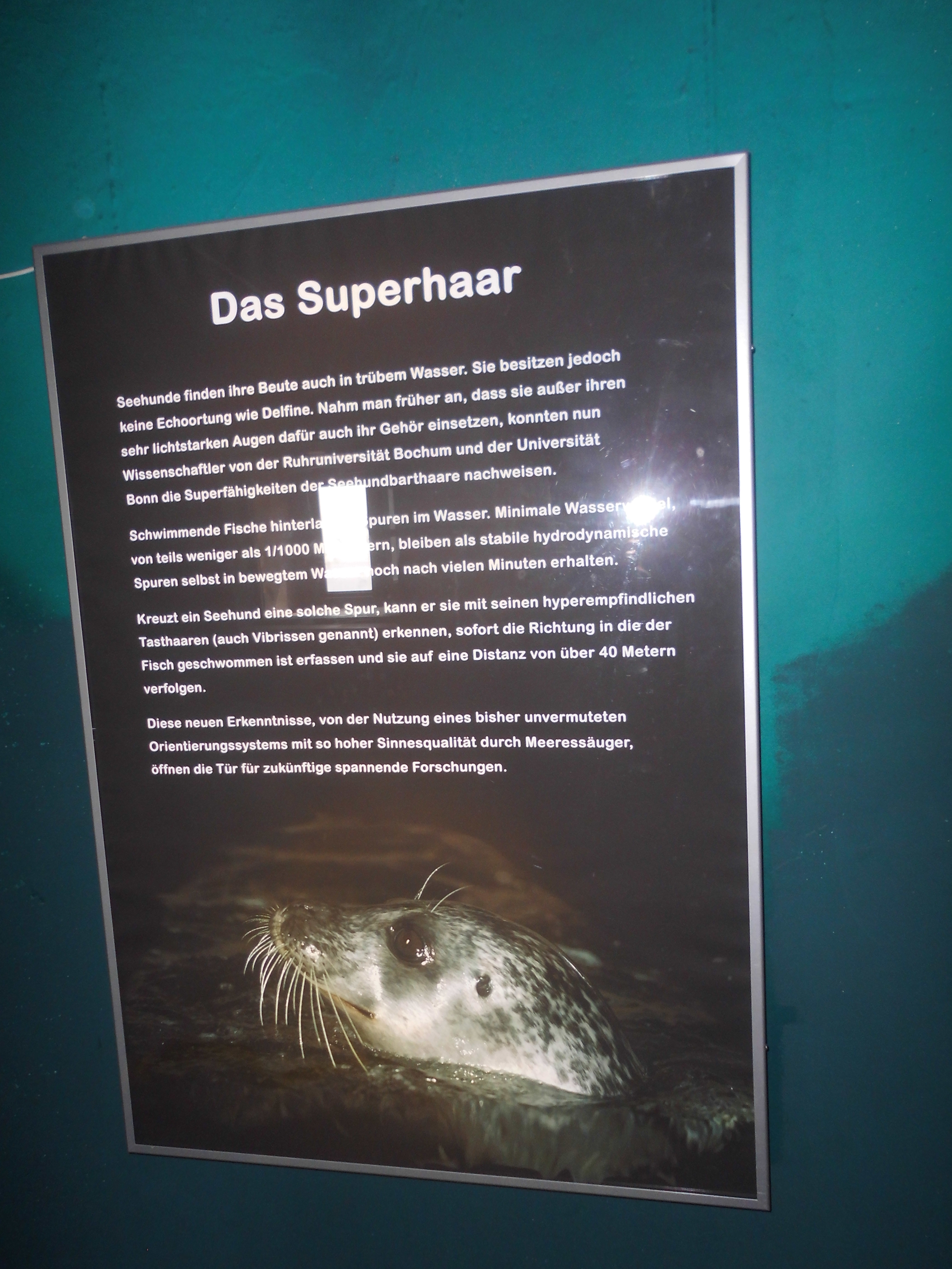 Infotafel zum Superhaar der Robben