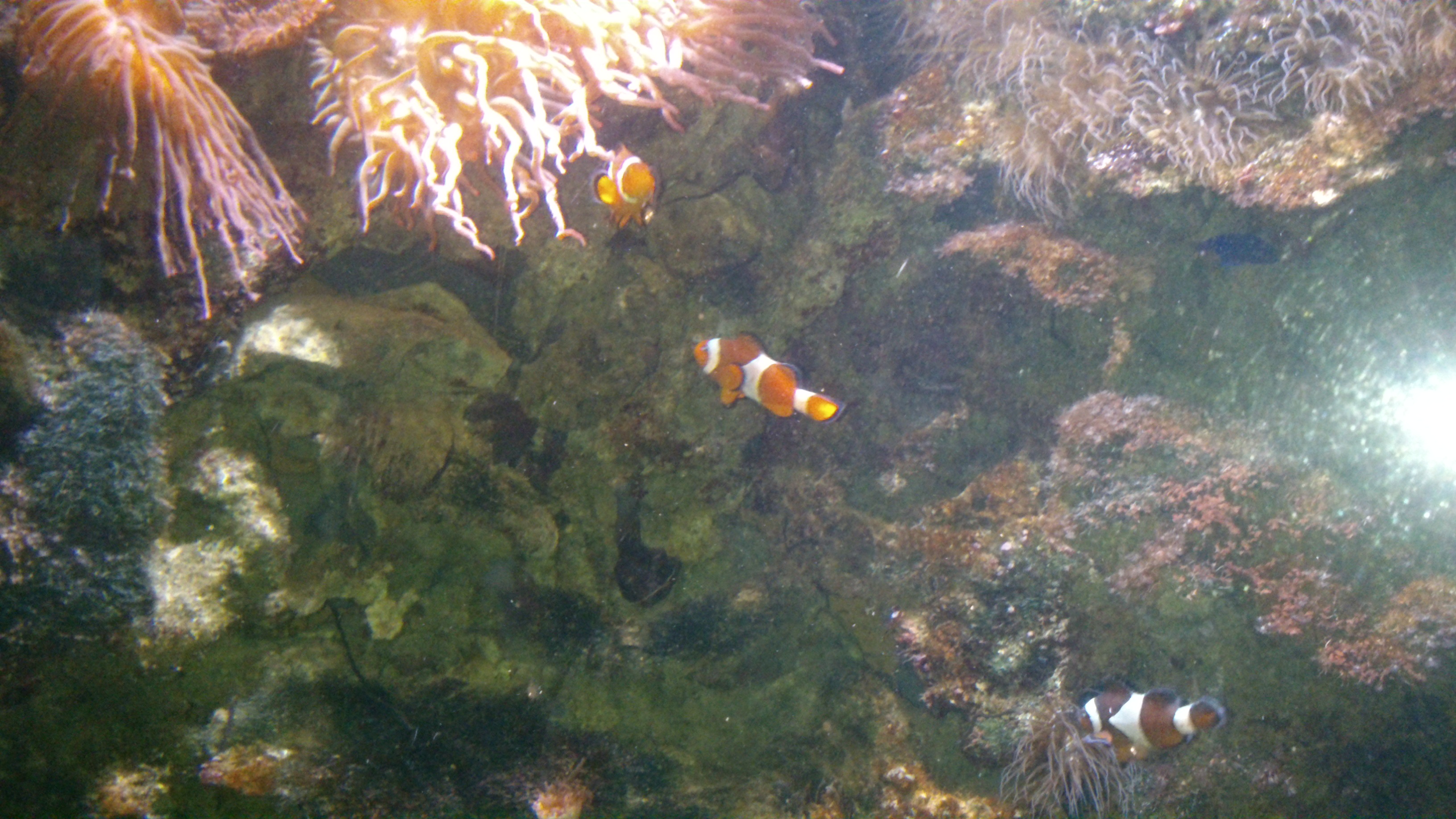 Nemo war auch da :)