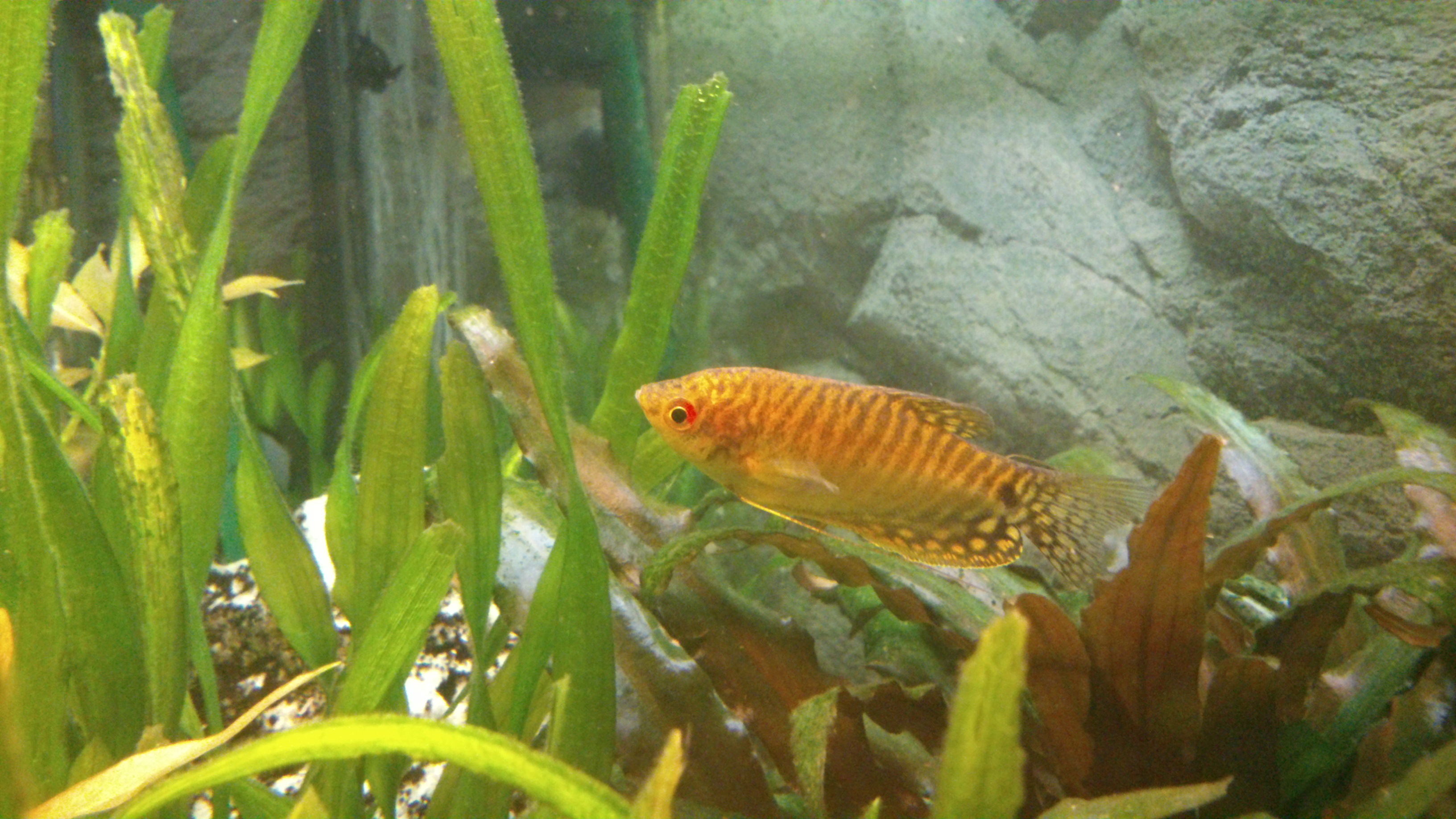Gold-Gurami (gehört zur Familie der Fadenfische)