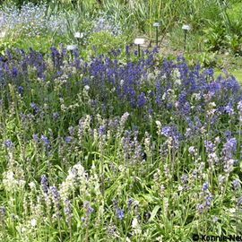 Secret Gardens of Sandwich