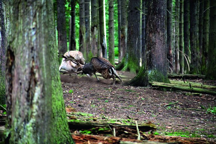 Hochwildschutzpark Rheinland