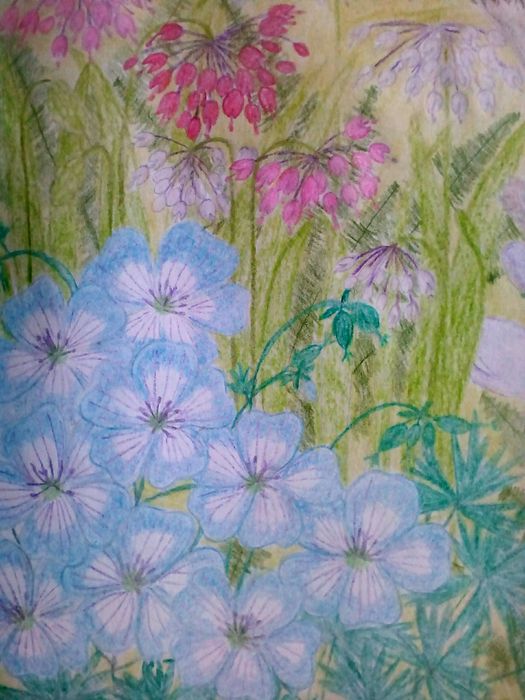 Geranium und eine Lauchart wildwachsend in der USA gemalt mit Faber-Castell Buntstiften von Buntspecht Buntspecht®