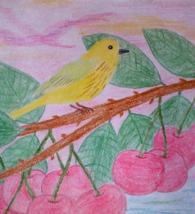 Singvogel in der USA auf Kirschbaum gemalt mit Faber-Castell Buntstiften von Buntspecht Buntspecht®