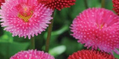 Blumen Pavillon Sändig in Schwarzenberg im Erzgebirge