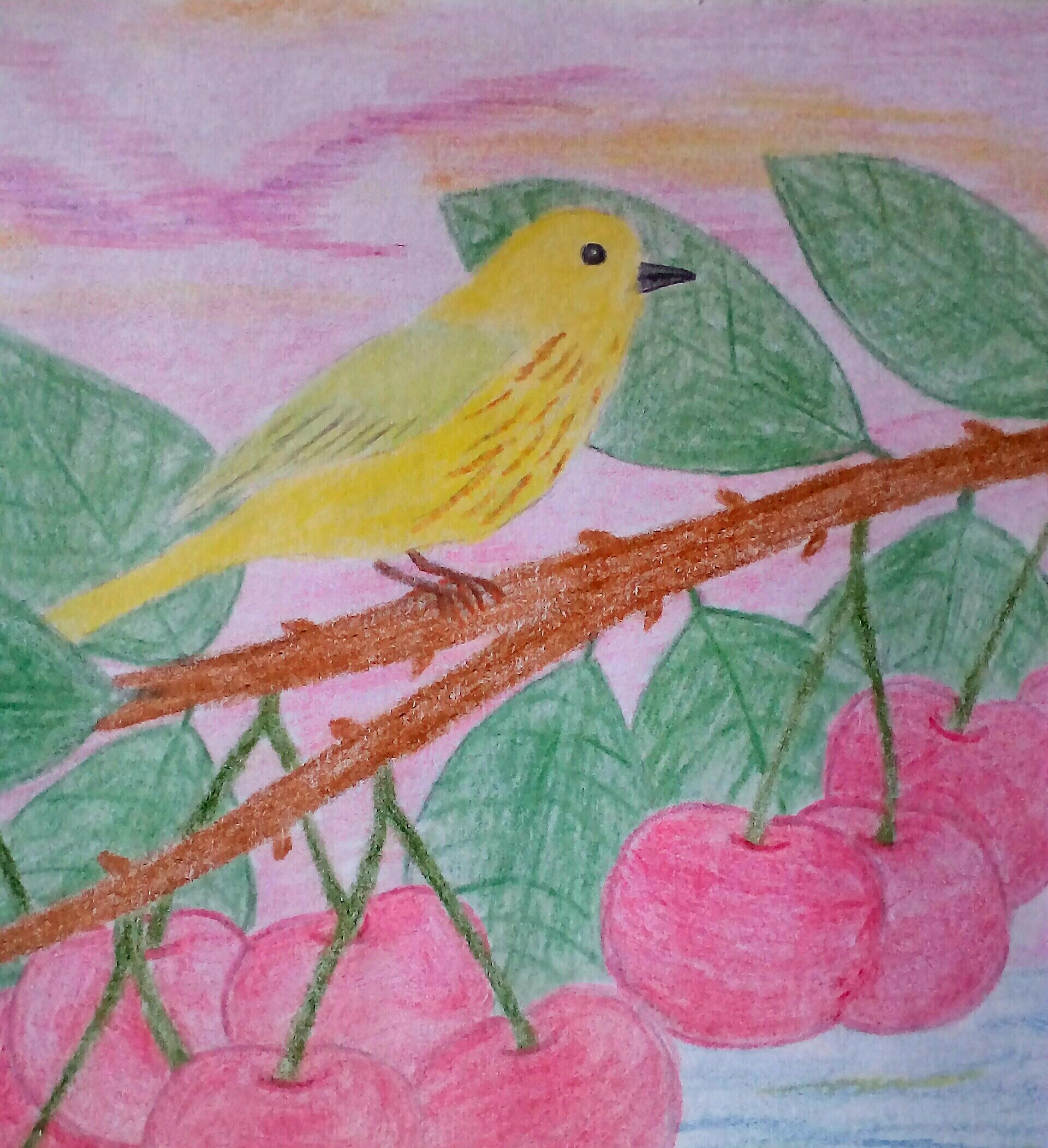 Singvogel in der USA auf Kirschbaum 
gemalt mit Faber-Castell Buntstiften von Buntspecht Buntspecht&reg;