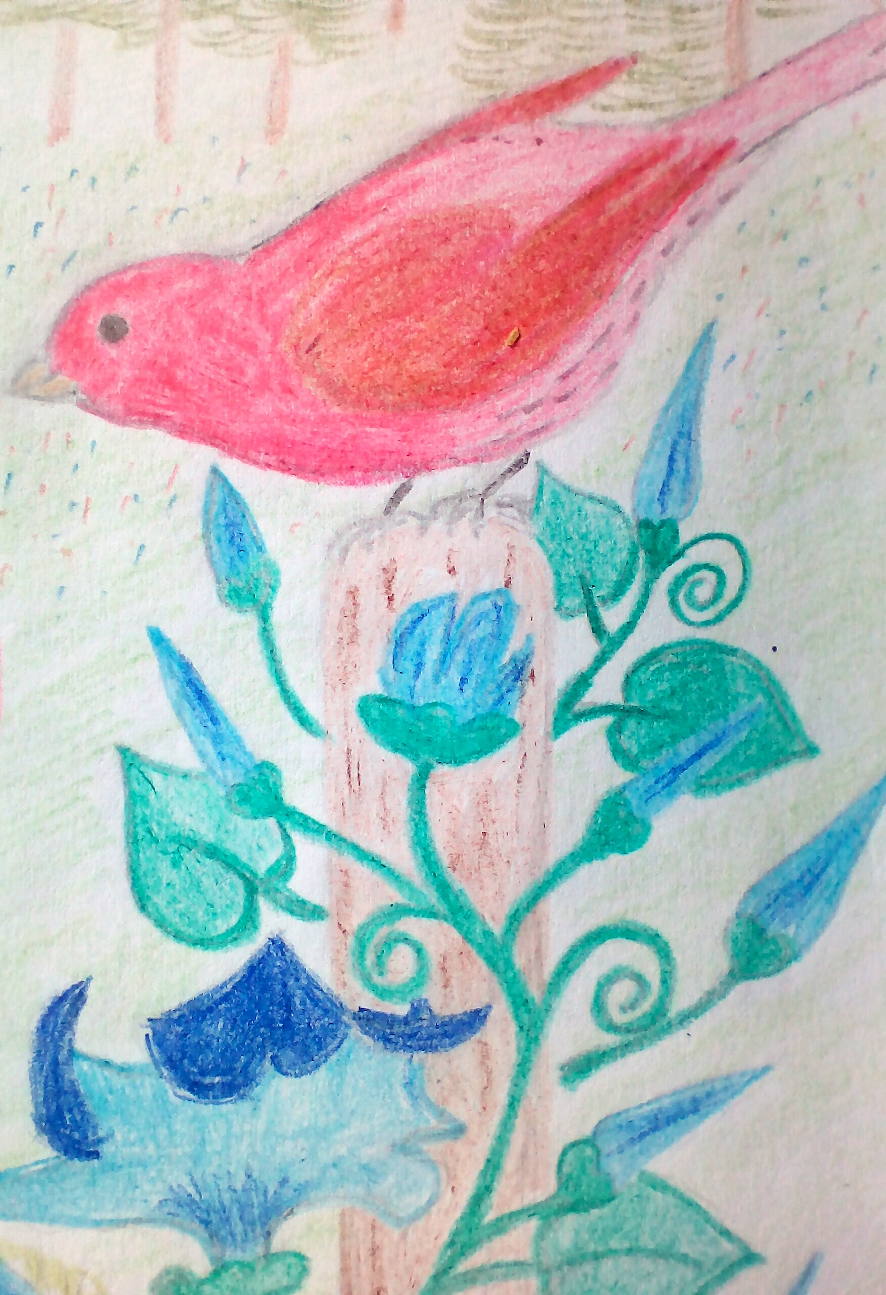 Singvogel der USA 
gemalt mit Faber-Castell Buntstiften 
Buntspecht Buntspecht&reg;