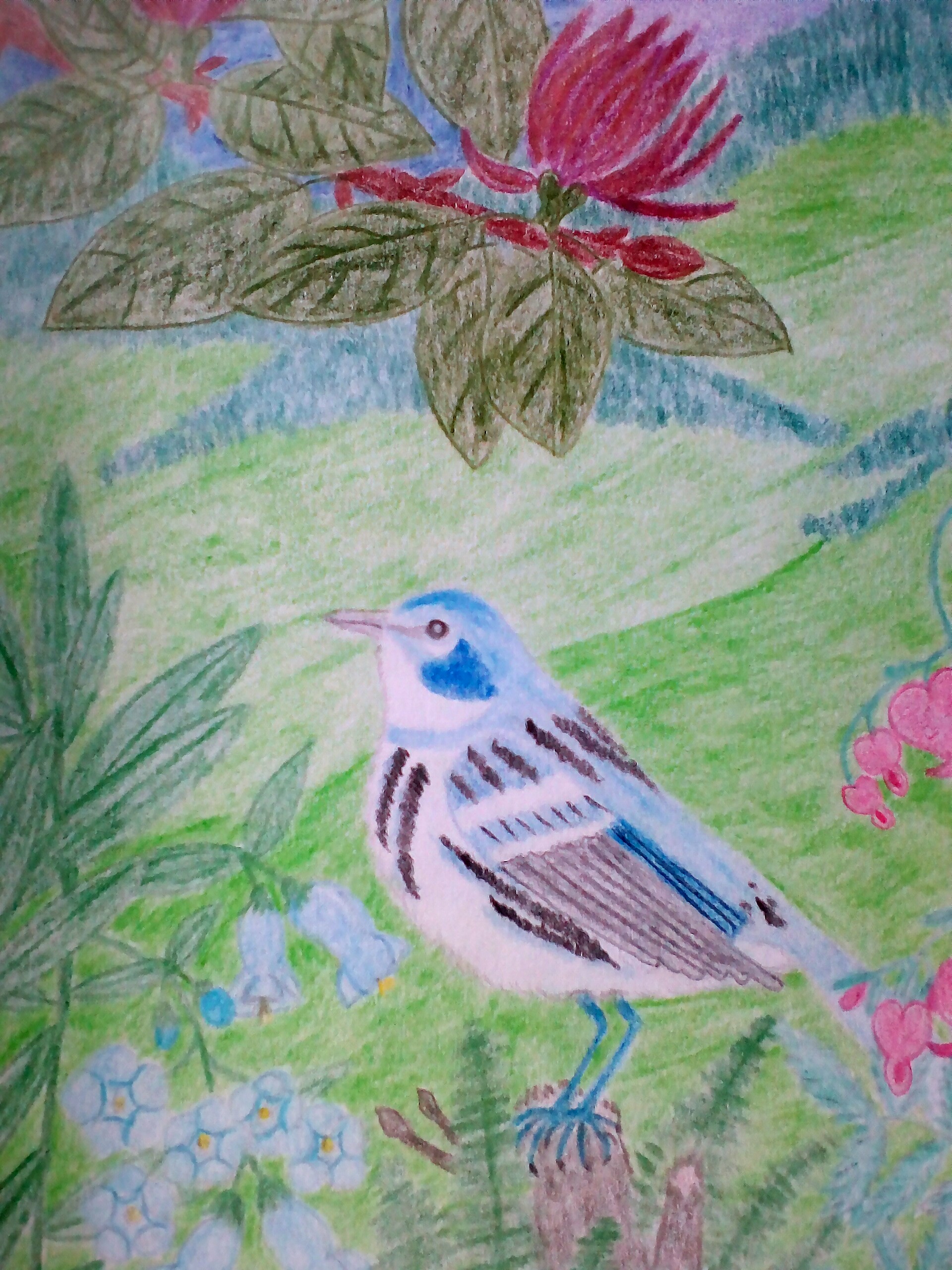 Singvogel der USA 
gemalt mit Faber-Castell Buntstiften 
Buntspecht Buntspecht&reg;