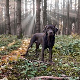 Lotte ist mein Partner auf vier Pfoten und bei jeder Tour mit dabei 