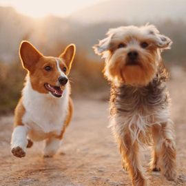 Mit Vollgas in die professionelle Hundebetreuung 