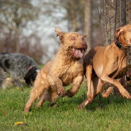 In einer kleinen Gruppe mit anderen Hunden durch die Natur flitzen, toben und rennen - was gibt es schöneres? 