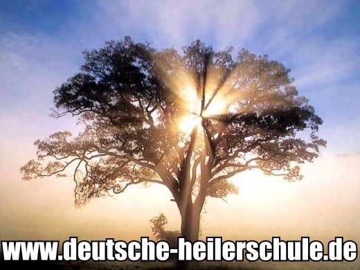 Der Baum der Erkenntnis - mehr Erkenntnis aus spiritueller Sicht unter http://portal.deutsche-heilerschule.de/lexikon/