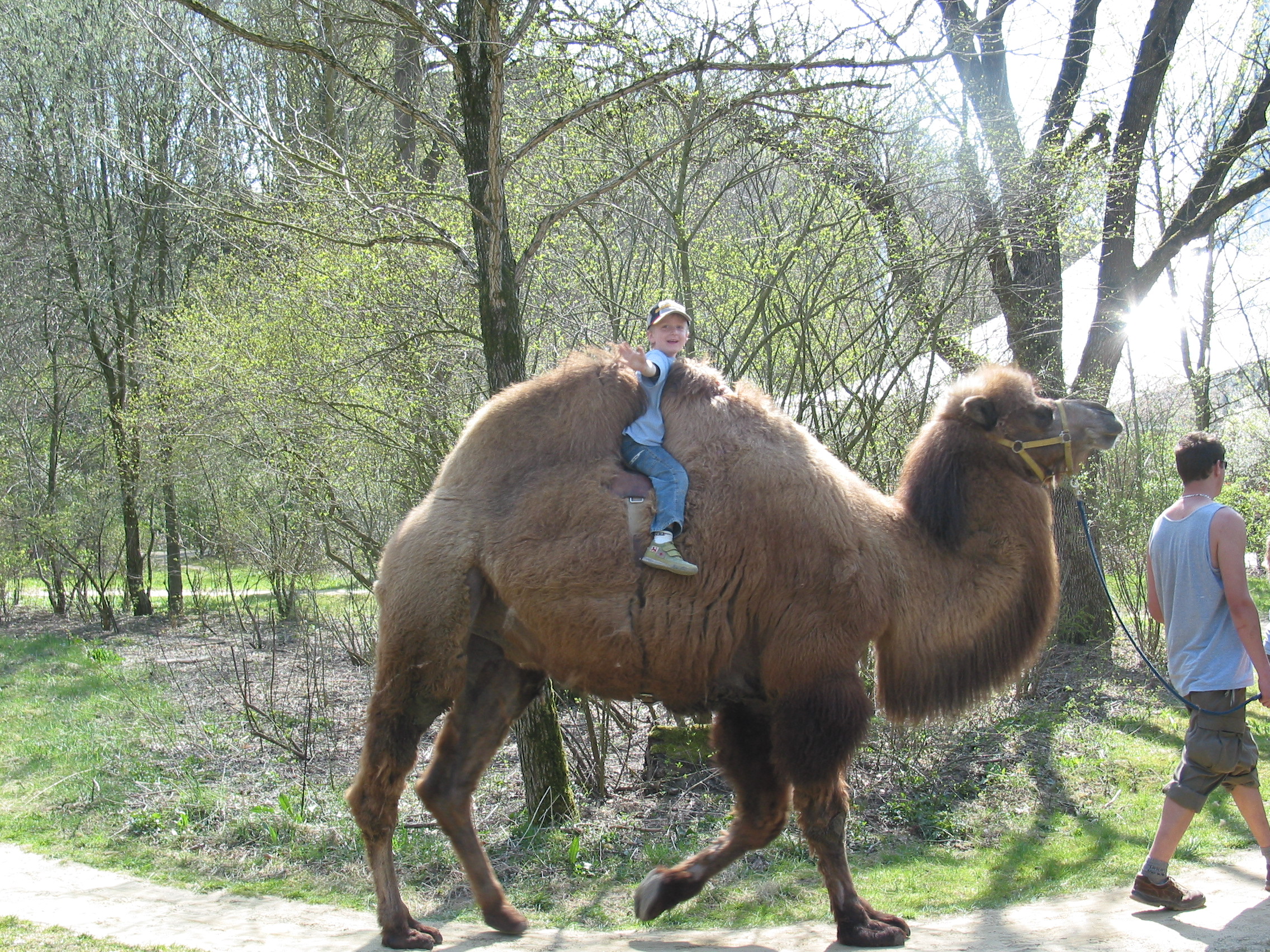 Kamelreiten im Tierpark Hellabrunn in München