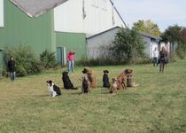 Bild zu BONZZA - Schule für Hund & Halter