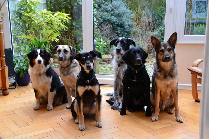 Hundegruppe HundeKompetenz. Prinz.