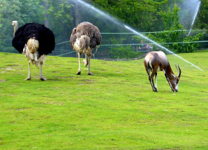 Zoo Berlin