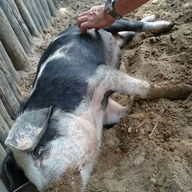 Schweine m&ouml;gen es, am Bauch gekrault zu werden
