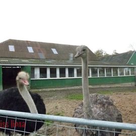 Straußenfarm Ostseeblick in Hohenfelde bei Kiel