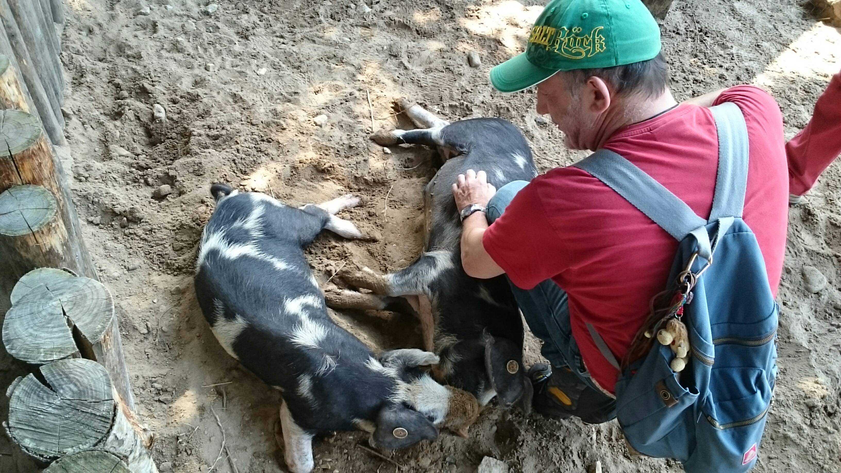 Schweineb&auml;uche kraulen - was f&uuml;r ein Vergn&uuml;gen!