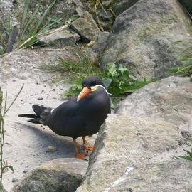 NaturZoo Rheine e.V. in Rheine