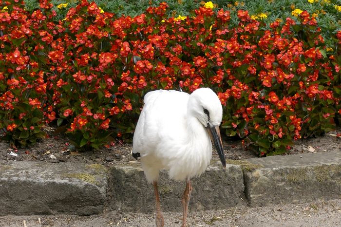 Nutzerbilder NaturZoo Rheine e.V. Auskunft