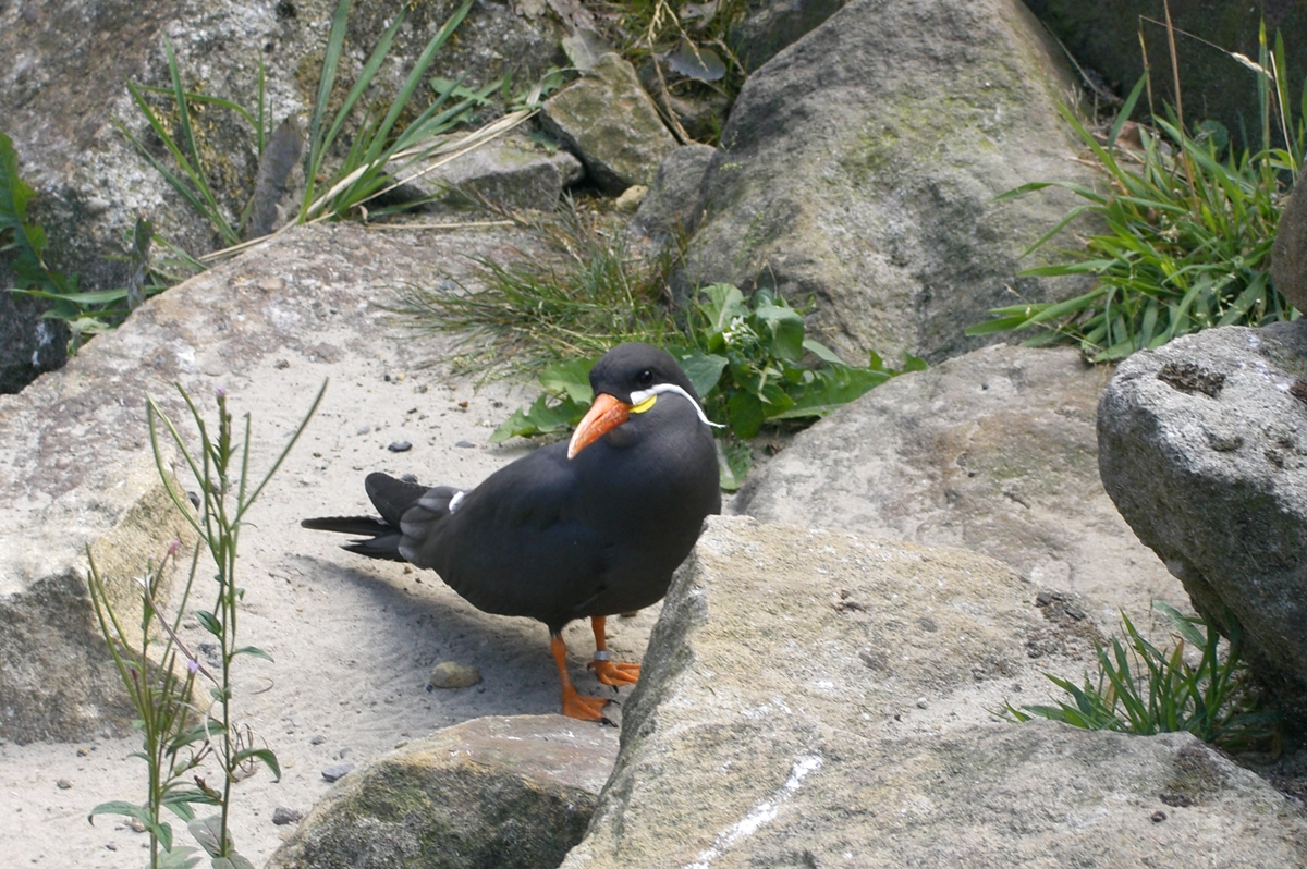 Bild 16 NaturZoo Rheine e.V. in Rheine