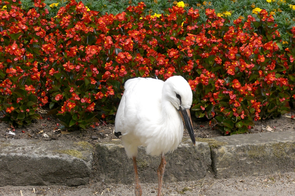 Bild 14 NaturZoo Rheine e.V. in Rheine