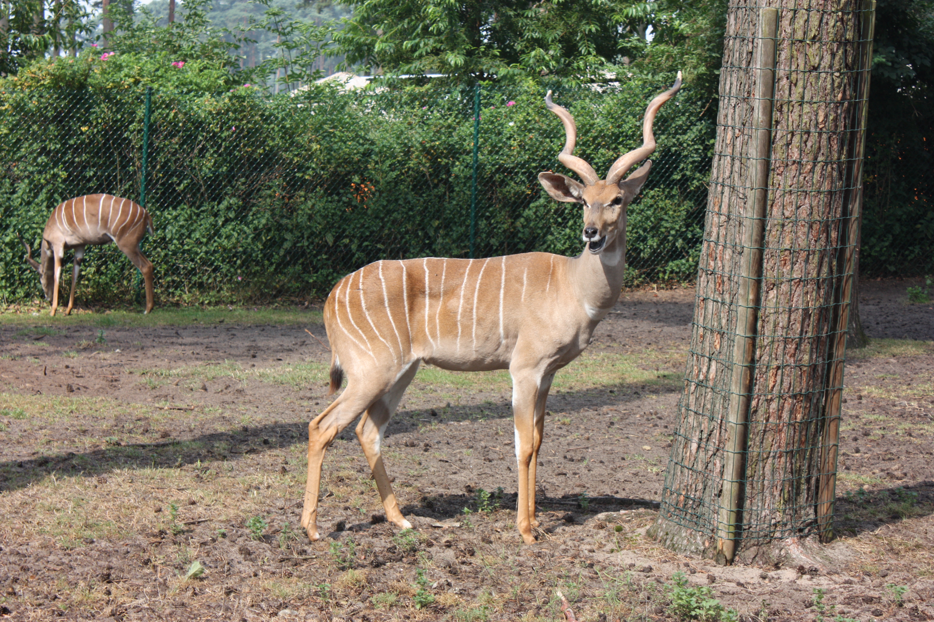 Bild 40 Serengeti-Park Hodenhagen GmbH in Hodenhagen