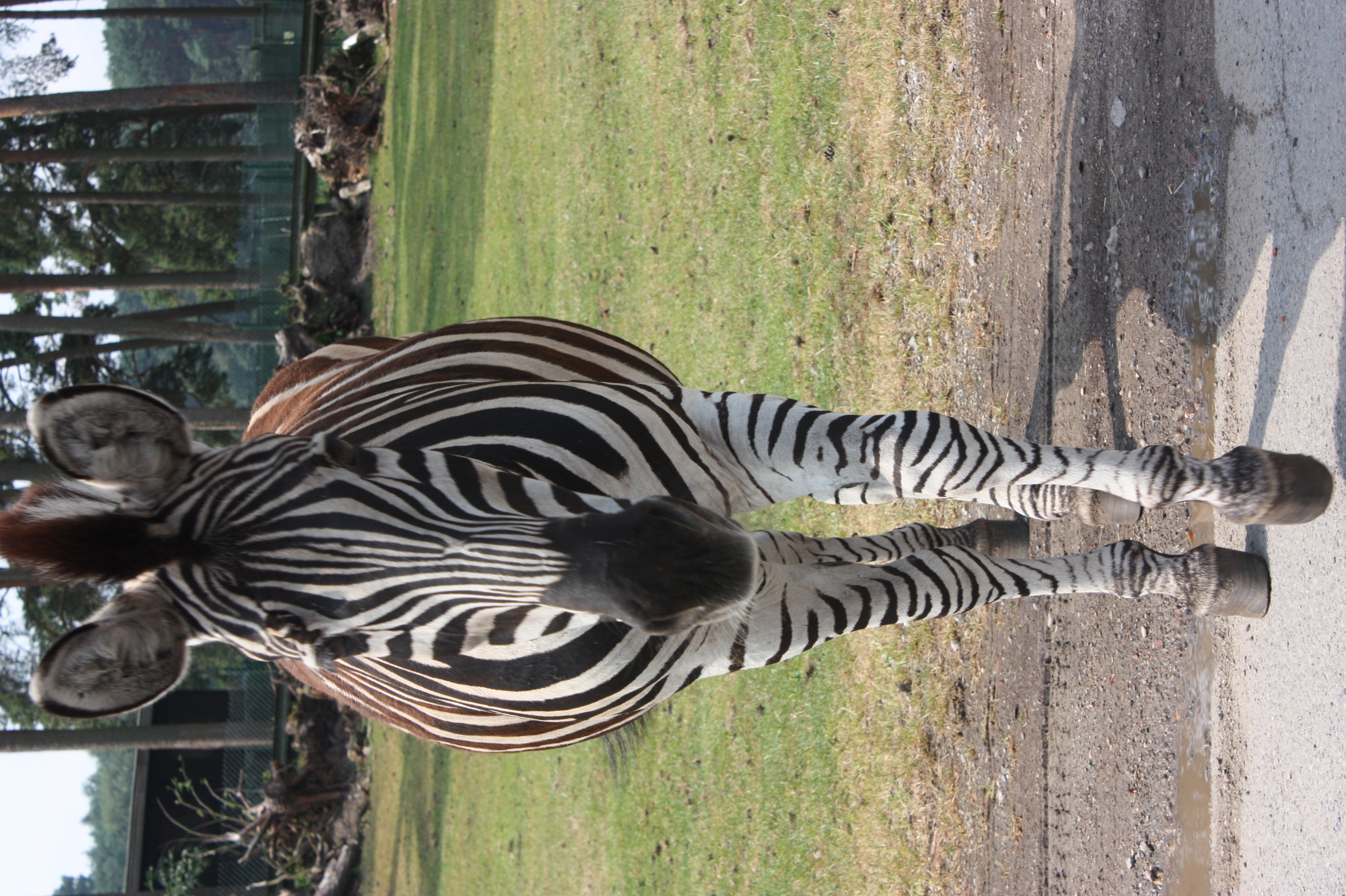 Bild 39 Serengeti-Park Hodenhagen GmbH in Hodenhagen