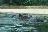 Nutzerbilder Zoologischer Garten Berlin AG