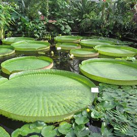 Botanischer Garten in Dresden