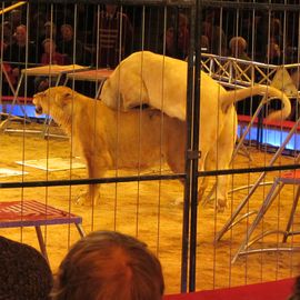 Circus Carl Krone in München
