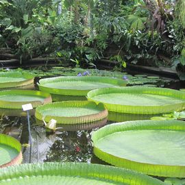 Botanischer Garten in Dresden