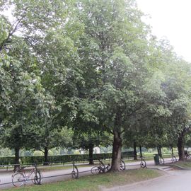 Idyllischer Ruhepol mitten in München - der Hofgarten